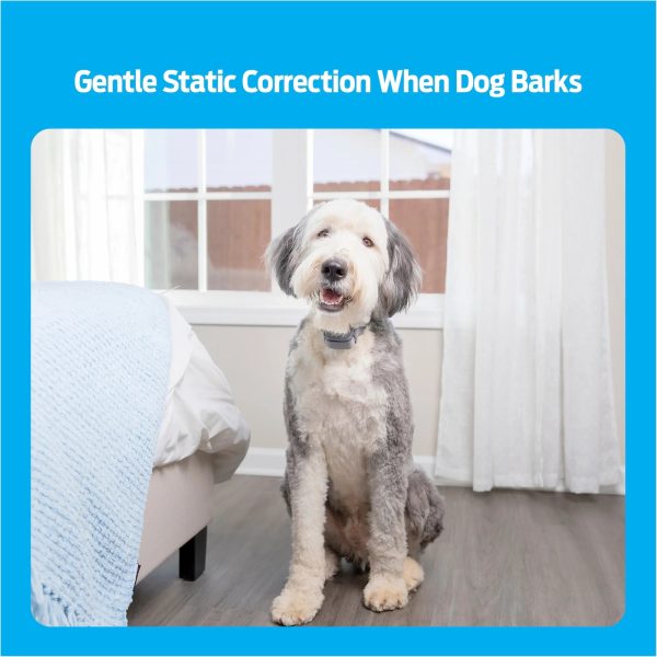 Premier Pet Bark Collar: Discourages Barking for All Size Dogs - Image 3